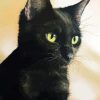 Black Cat Pastel paint by number