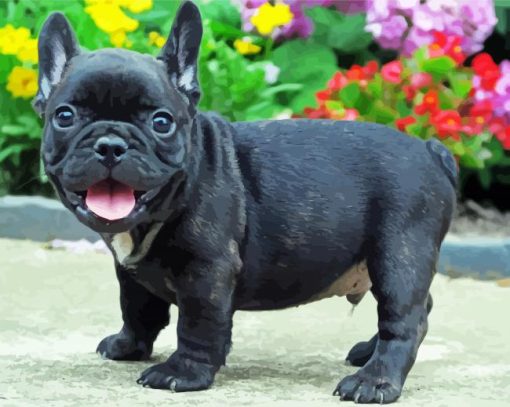 Black French Bulldog Dog paint by number