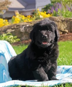 Black Newfy Puppy paint by number