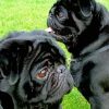 Black Pug Puppies paint by number