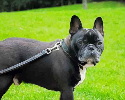 Black French Bulldog paint by number