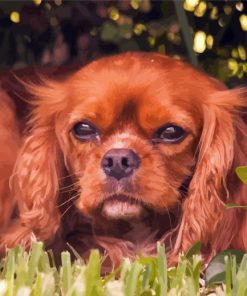 Brown King Charles Cavalier paint by number