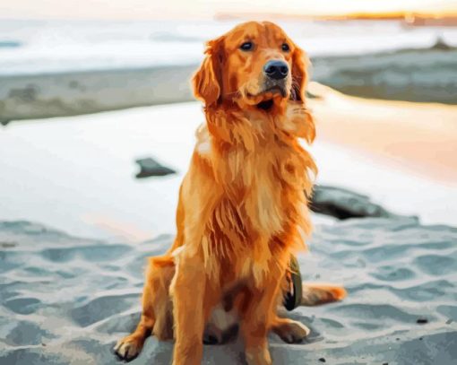 Brown Golden Retriever paint by number