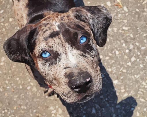 Catahoula Hound Blue Eyes paint by number