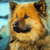 Close Up Eurasier Dog paint by number