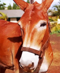 Close Up Mule Animal paint by number