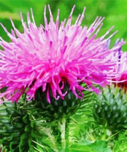 Close Up Purple Thistle paint by number