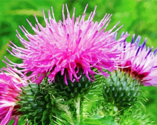 Close Up Purple Thistle paint by number