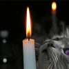 Close Up Cat And A Candle paint by number