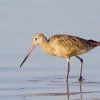 Coastal Bird In Water paint by number