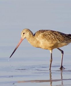 Coastal Bird In Water paint by number