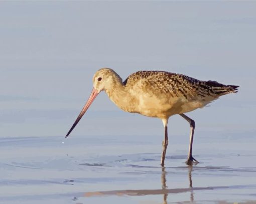 Coastal Bird In Water paint by number