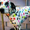 Colorful Dalmatian paint by number