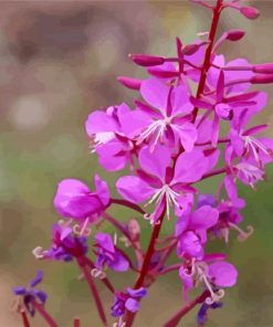 Common Wildflowers paint by number