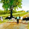 Cows In Farm House By Faye Ziegler paint by number