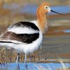 Cute Avocet paint by number