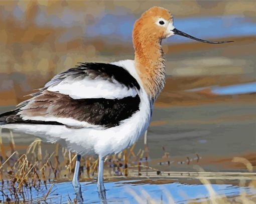 Cute Avocet paint by number