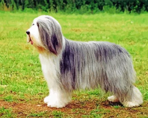 Cute Bearded Collie paint by number