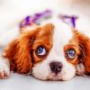 Cute Cavalier King Charles Spaniel paint by number