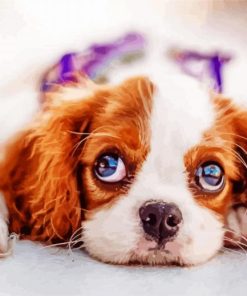 Cute Cavalier King Charles Spaniel paint by number