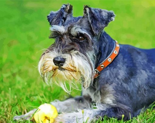 Cute Schnauzer Dog paint by number