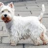 Cute West Highland White Terrier paint by number