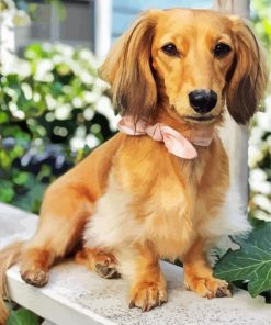 Cute Dachshund Dog paint by number