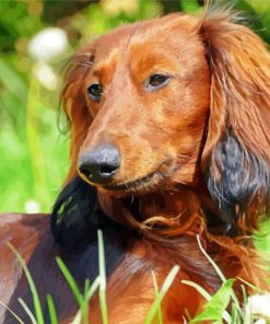 Cute Dachshund paint by number