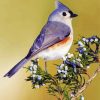 Cute Tufted Titmouse Bird paint by number