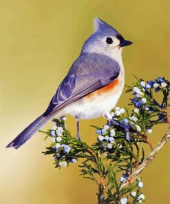 Cute Tufted Titmouse Bird paint by number