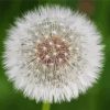 Dandelions Plant paint by number