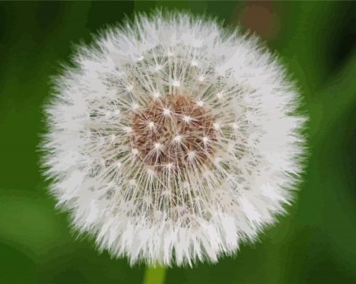 Dandelions Plant paint by number