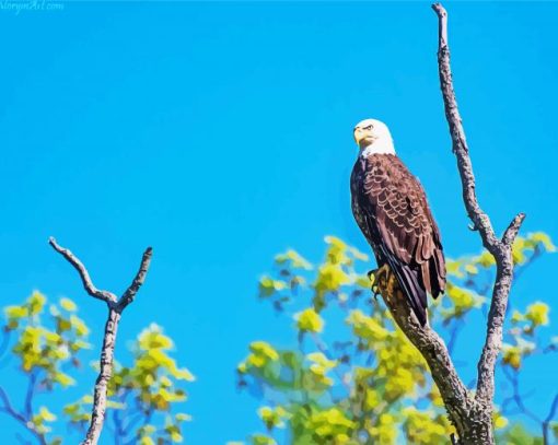 Eagle On A Tree paint by number