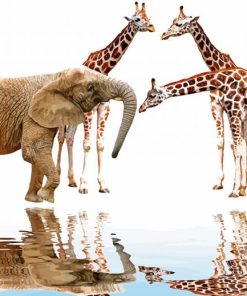 Elephant With Giraffes Reflection paint by number