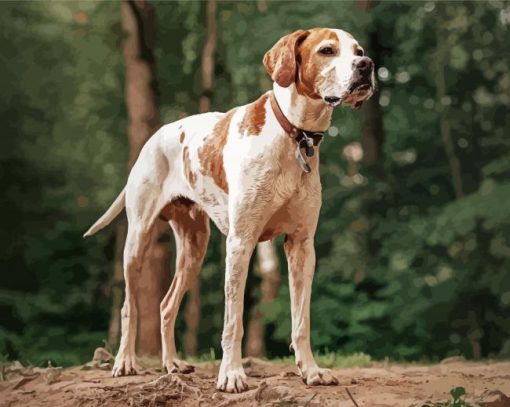 English Pointer paint by number