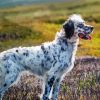 English Setter Dog paint by number