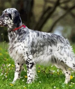 English Setter paint by number