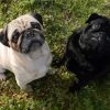 Fawn And Black Pug Puppies paint by number