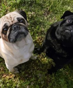 Fawn And Black Pug Puppies paint by number