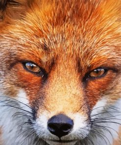 Fox Close Up Animal paint by numbers