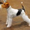 Fox Terrier Dog paint by number