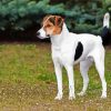 Fox Terrier Puppy paint by number