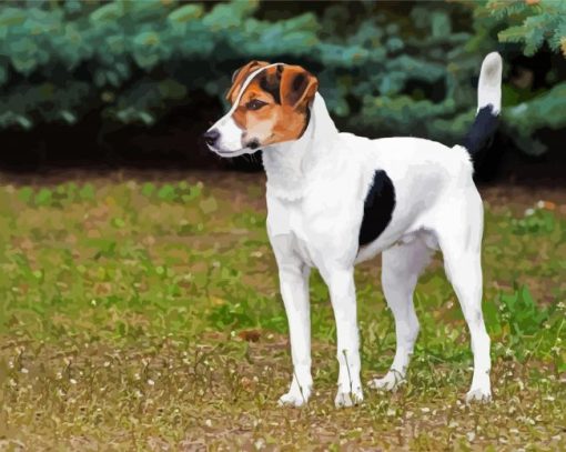 Fox Terrier Puppy paint by number