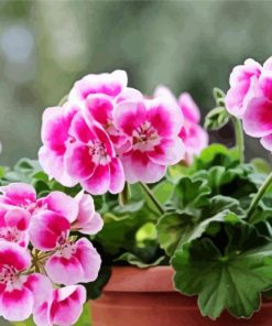 Pink Geranium Flower In Pot paint by number