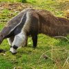 Giant Anteater paint by number