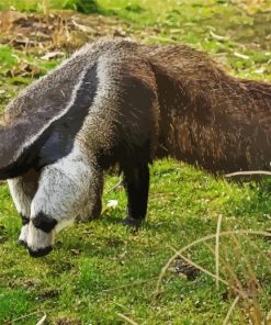 Giant Anteater paint by number