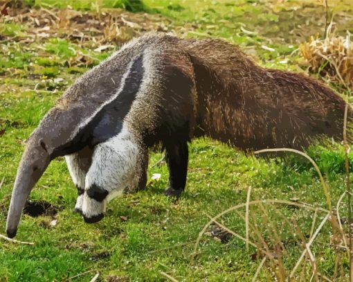 Giant Anteater paint by number