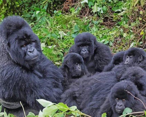 Gorilla Family paint by number