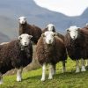 Herdwick Animal paint by number