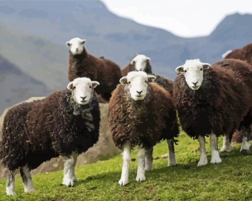 Herdwick Animal paint by number